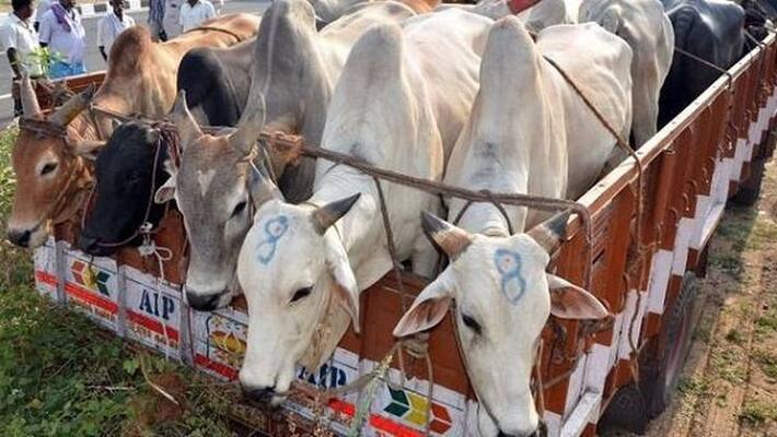 BJP Hindu Front extort money from cattle traders. Vck and lorry association complaint at dgp office. BJP Hindu Front extort money from cattle traders. Vck and lorry association complaint at dgp office.