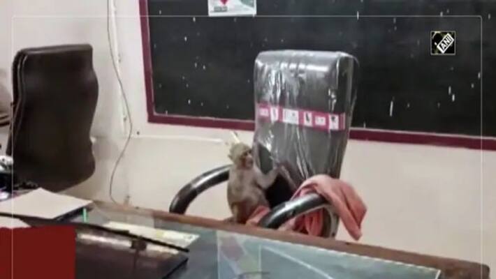 Monkey Takes Over Principals Chair in a School Monkey Takes Over Principals Chair in a School