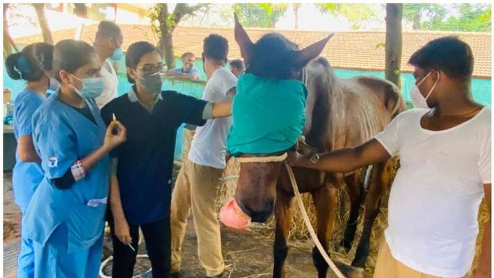 Arasan of Kerala Polices cavalry had surgery Arasan of Kerala Polices cavalry had surgery