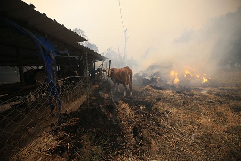 Three dead Wildfires in Turkey 1500 acres of farmland destroyed by fire