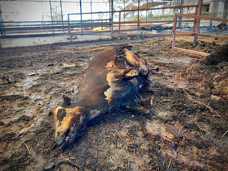 Three dead Wildfires in Turkey 1500 acres of farmland destroyed by fire