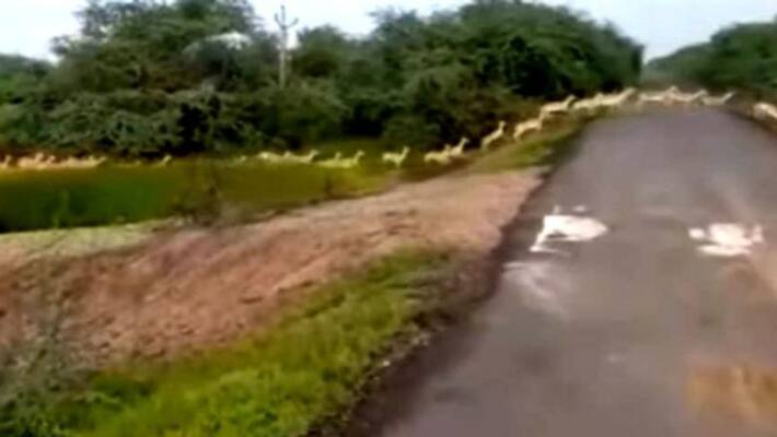 tweet of pm of blackbucks caught on camera tweet of pm of blackbucks caught on camera