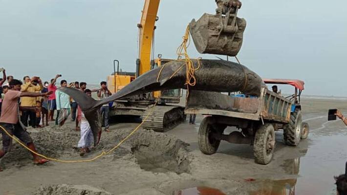 Gangetic dolphin found at Bakkhalik beach in West Bengal Gangetic dolphin found at Bakkhalik beach in West Bengal