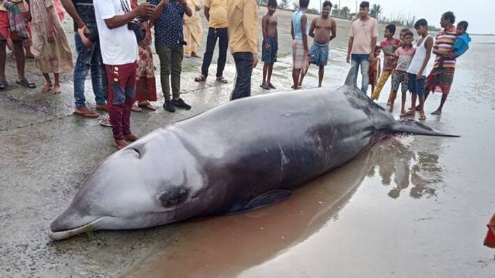 Excitement spread in Maldah Manikchak block over rescue huge dead dolphin bpsb Excitement spread in Maldah Manikchak block over rescue huge dead dolphin bpsb