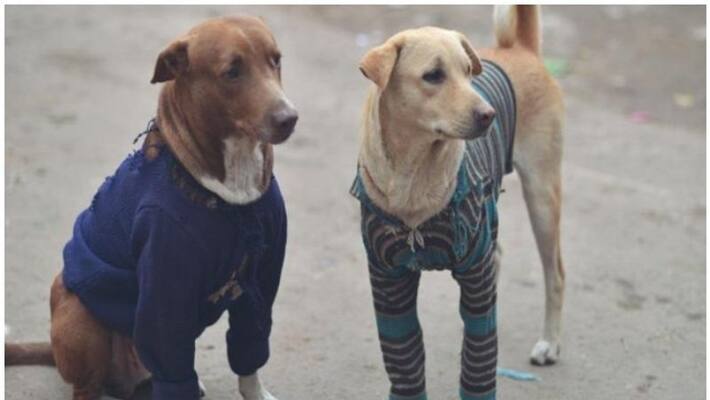 300 stray dog killed with poisonous injection 300 stray dog killed with poisonous injection