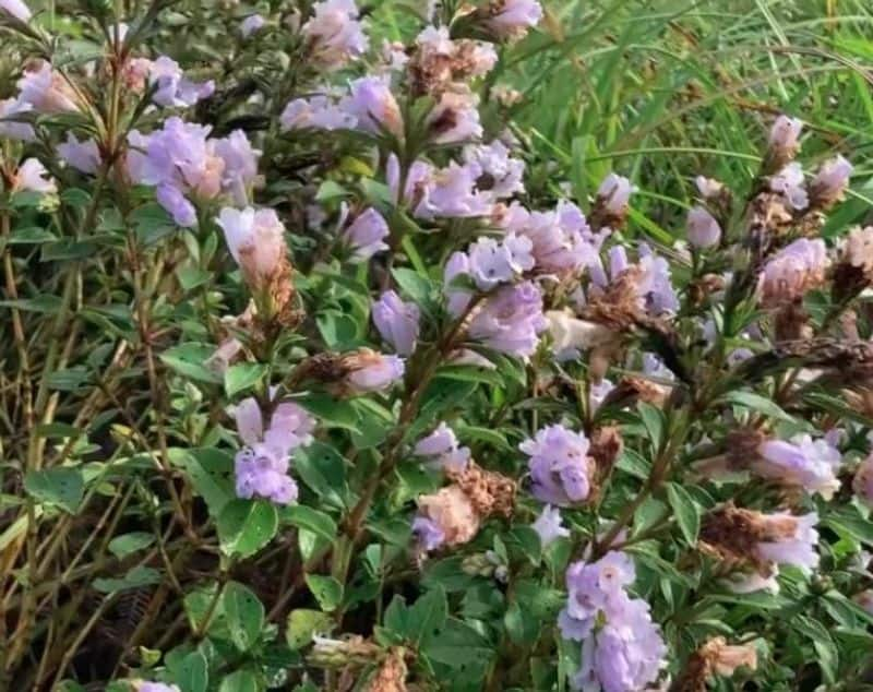 After Chikkamagaluru hills, now Kodagu witnesses Neelakurinji flowers that bloom once in 12 years-ycb