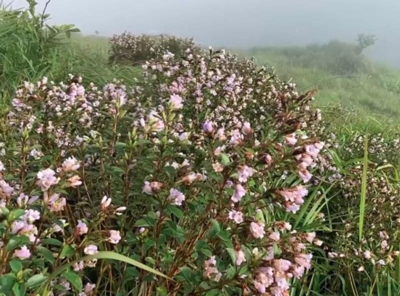 Neelakurinji Flowers blooming once in 12 years in Idukki Kerala