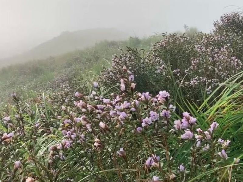 Neelakurinji Flowers blooming once in 12 years in Idukki Kerala