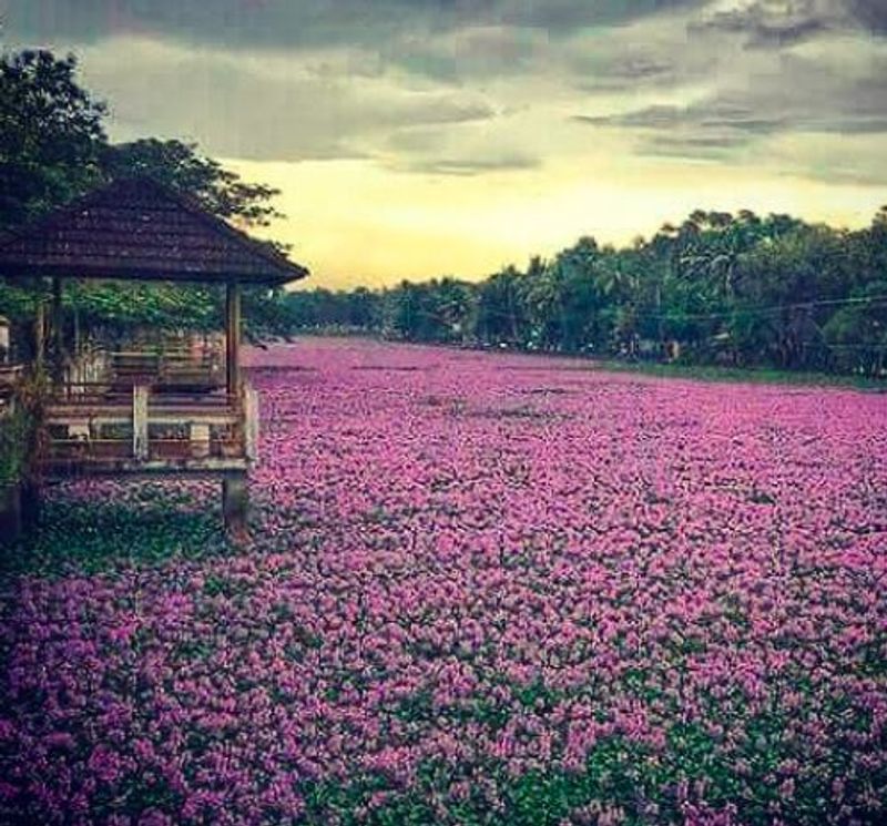 Neelakurinji Flowers blooming once in 12 years in Idukki Kerala