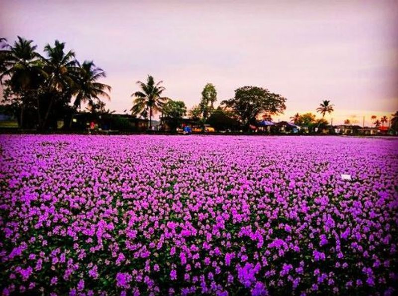 Neelakurinji Flowers blooming once in 12 years in Idukki Kerala