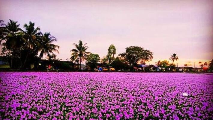 Tourists witness the remarkable blooming of kurinji flowers in Chikmagalur that happens once in 12 years Tourists witness the remarkable blooming of kurinji flowers in Chikmagalur that happens once in 12 years