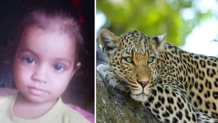 uttar pradesh news leopard attack on ate 6 year old girl in residential area bahraich uttar pradesh news leopard attack on ate 6 year old girl in residential area bahraich
