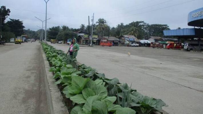 vegetables in traffic islands vegetables in traffic islands