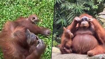 Orangutan sports sunglasses dropped by zoo visitor; watch video - gps Orangutan sports sunglasses dropped by zoo visitor; watch video - gps