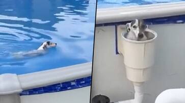 Dog pops up from the secret exit after taking bath in swimming pool; watch video - gps Dog pops up from the secret exit after taking bath in swimming pool; watch video - gps