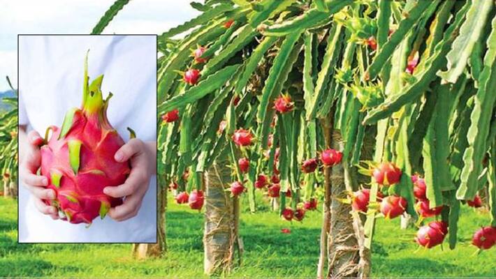 first time Dragon fruit exported from Gujarat and West Bengal to United Kingdom and Bahrain first time Dragon fruit exported from Gujarat and West Bengal to United Kingdom and Bahrain