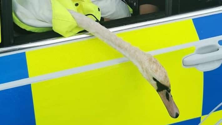 swan detained by police swan detained by police