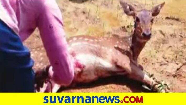 Youths Rescued of Deer Cub at Hangal in Haveri grg Youths Rescued of Deer Cub at Hangal in Haveri grg