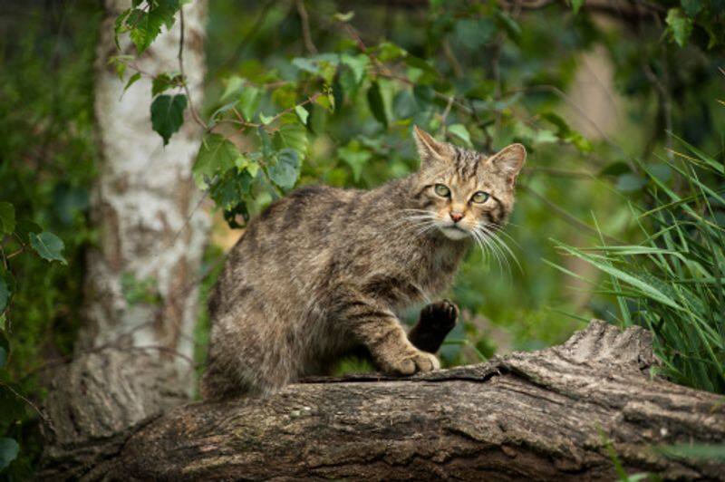 Wildcats returning to Netherlands after centuries