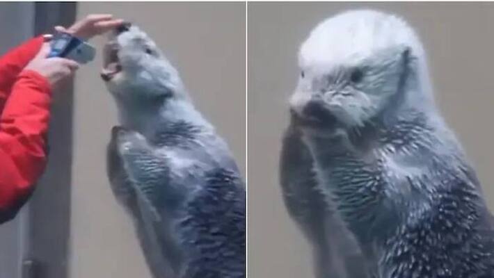 Woman checks temperature of sea otter viral video Woman checks temperature of sea otter viral video