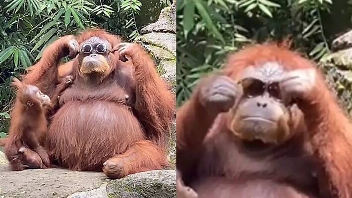 Orangutan picks up sunglasses dropped by zoo visitor Orangutan picks up sunglasses dropped by zoo visitor
