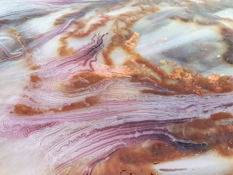largest jellyfish lions mane jellyfish found in seashore