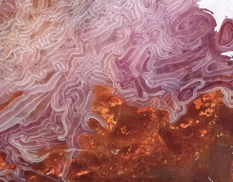 largest jellyfish lions mane jellyfish found in seashore