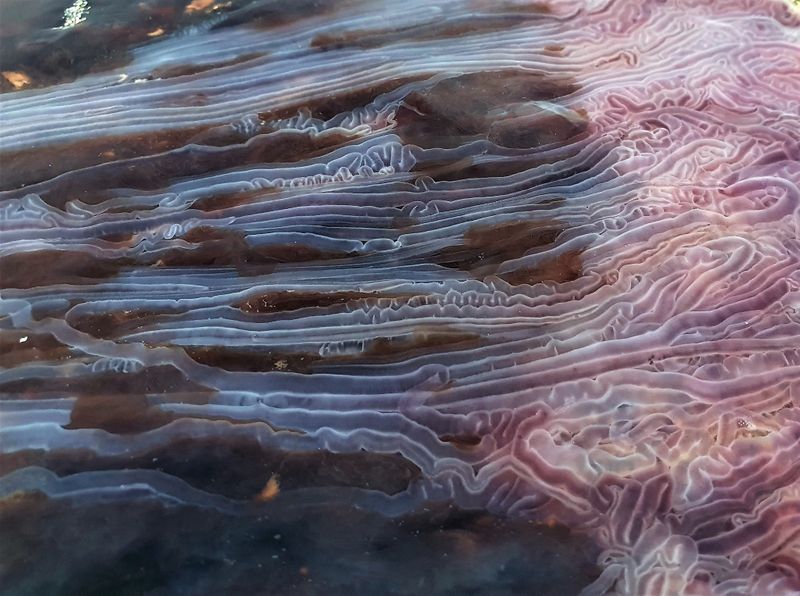 largest jellyfish lions mane jellyfish found in seashore