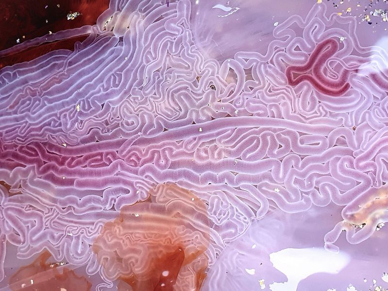 largest jellyfish lions mane jellyfish found in seashore