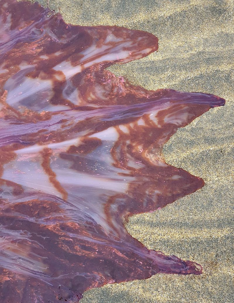 largest jellyfish lions mane jellyfish found in seashore