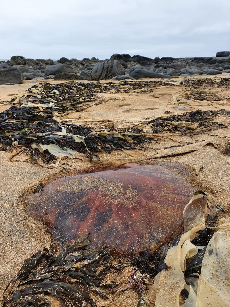 largest jellyfish lions mane jellyfish found in seashore