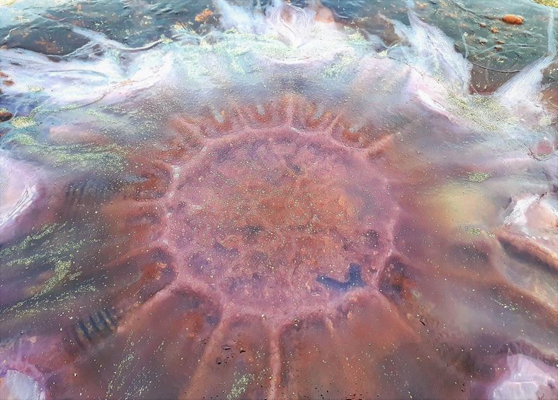 largest jellyfish lions mane jellyfish found in seashore