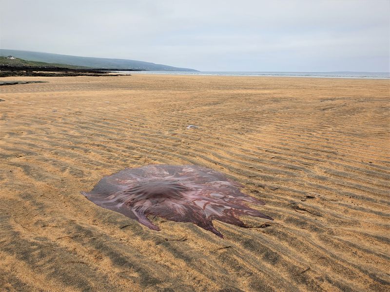 largest jellyfish lions mane jellyfish found in seashore