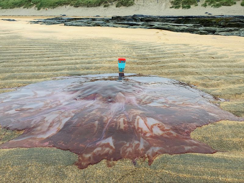 largest jellyfish lions mane jellyfish found in seashore