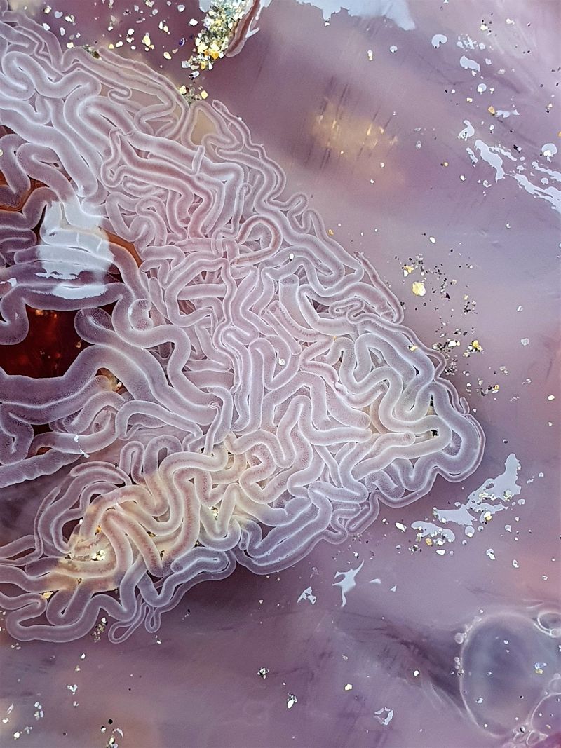 largest jellyfish lions mane jellyfish found in seashore
