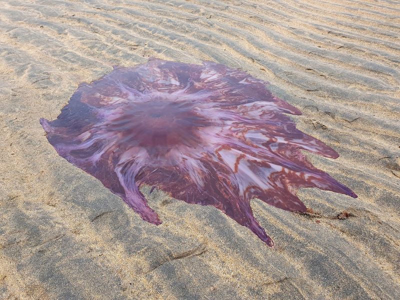 largest jellyfish lions mane jellyfish found in seashore