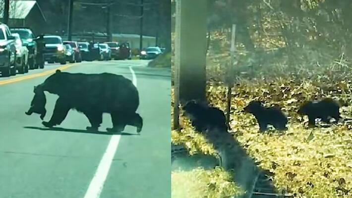 video in which bear struggles to cross road with its children video in which bear struggles to cross road with its children