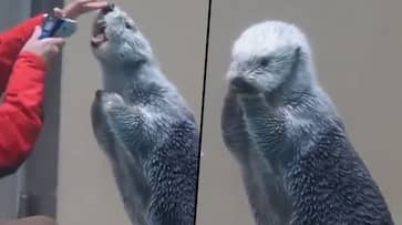 Woman examines sea otter's temperature; watch viral video - gps Woman examines sea otter's temperature; watch viral video - gps