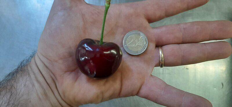 worlds biggest cherry in Italy