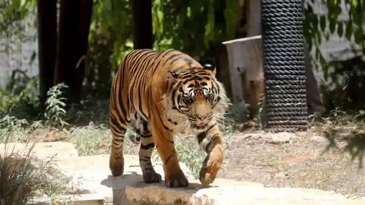 Woman dies due to tiger attack Chilean safari park in Rancagua Woman dies due to tiger attack Chilean safari park in Rancagua