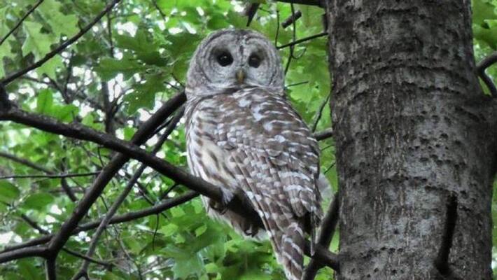 famous owl killed in central park famous owl killed in central park