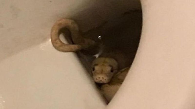 Austria python while sitting on the toilet bites man genitals