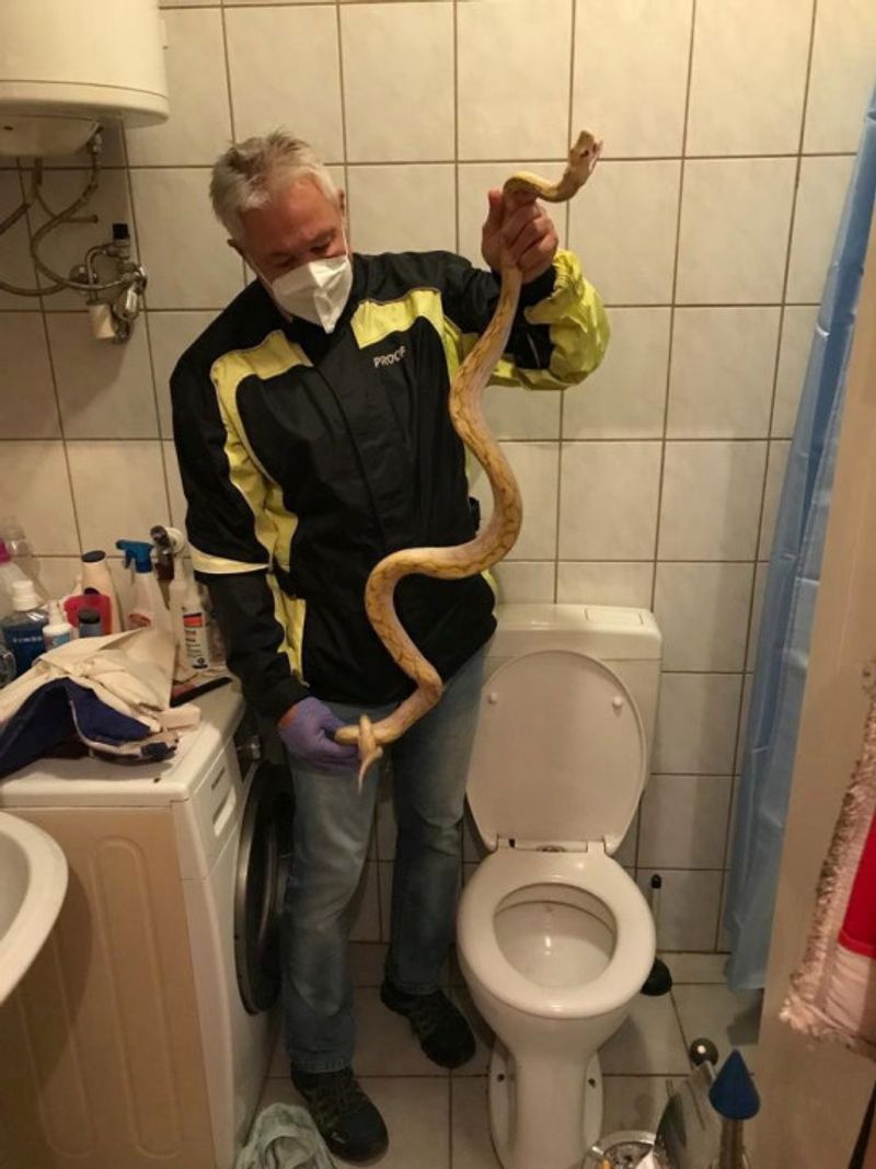 Austria python while sitting on the toilet bites man genitals
