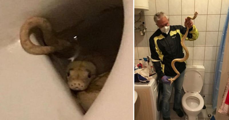 Austria python while sitting on the toilet bites man genitals