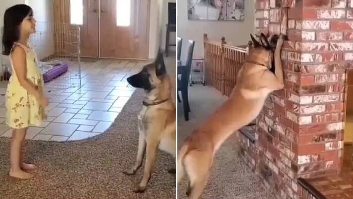 hide and seek with dog viral video hide and seek with dog viral video