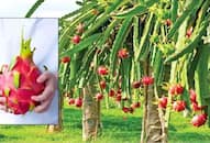 first time dragon fruit exported from gujarat and west bengal to united kingdom and bahrain