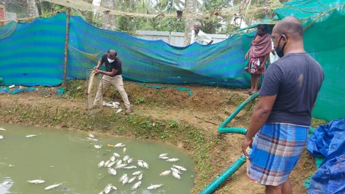 unidentified people poisons fish tank lose of lakhs for fish farmers in Kattakkada unidentified people poisons fish tank lose of lakhs for fish farmers in Kattakkada