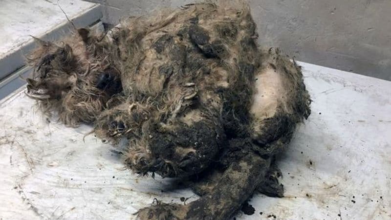Scotland horror crime woman kept a dog body in freezer