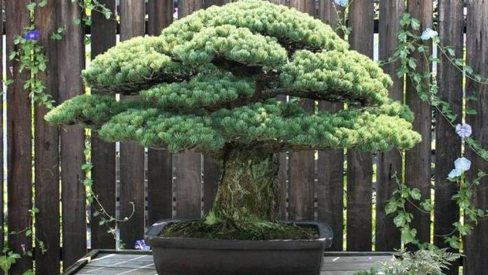 Benefits of Bonsai which also improves decision-making ability BDD Benefits of Bonsai which also improves decision-making ability BDD