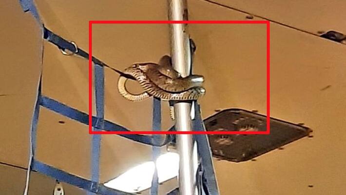 social media users reaction on snake wrapped in Indigo flight at Kolkata airport social media users reaction on snake wrapped in Indigo flight at Kolkata airport